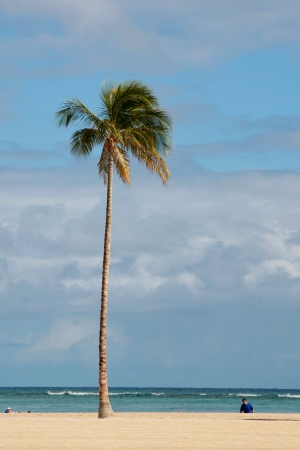 Coconut tree in Hawaiian Beach,Hawaiian の写真素材