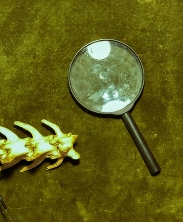 an old magnifying glass is on the table and the bones of the animal. study of science