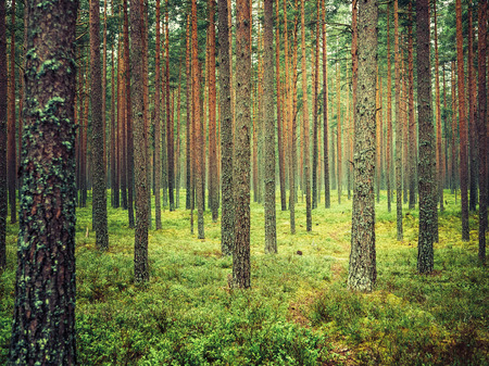 beautiful trees in green mysterious forest backgroundの写真素材