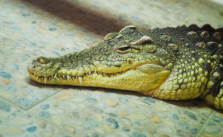 sad crocodile lying on the floor in a terrariumの写真素材