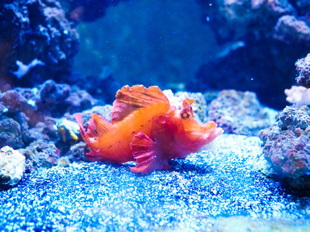bright tropical fish swim in the aquariumの写真素材