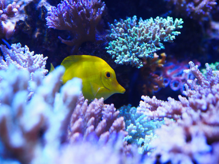 bright tropical fish swim in the aquariumの写真素材