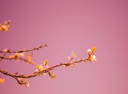 blossoming branches of an Apple tree against the clear skyの写真素材