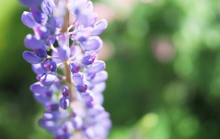 purple lupine flower closeup on green beautiful backgroundの写真素材