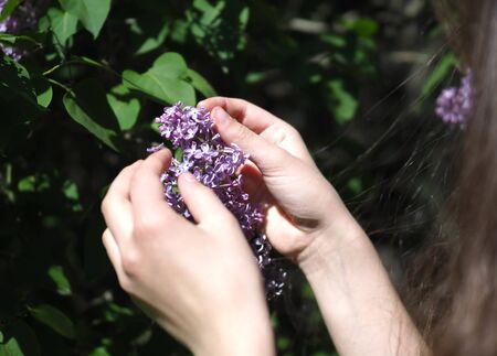 girl holding a plant beautiful lilac flowerの写真素材