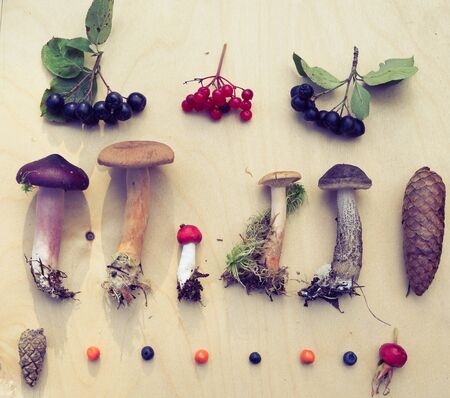 forest berries, leaves, mushrooms plants lie on the wooden surface. top viewの写真素材