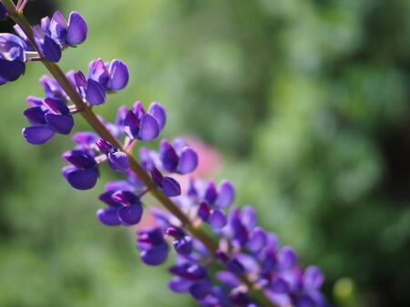 purple lupine flower closeup on green beautiful backgroundの写真素材