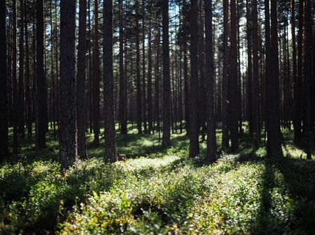 beautiful summer forest landscape pine forest backgroundの写真素材