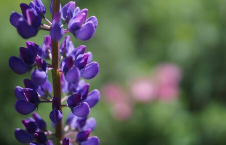 purple lupine flower closeup on green beautiful backgroundの写真素材