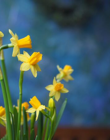 beautiful spring flowers at home on a dark backgroundの写真素材