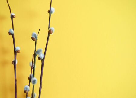willow branches on a plain colored backgroundの写真素材