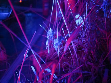modern abstract trending blue background of neon plantsの写真素材