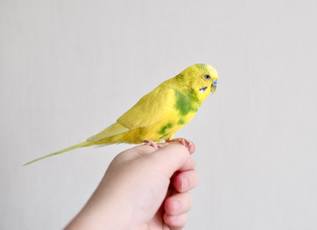 the yellow parrot bird is a pet sitting on the handの写真素材