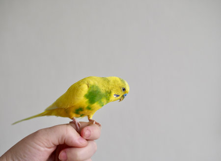 the yellow parrot bird is a pet sitting on the handの写真素材