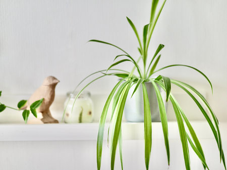 Fresh and green plants decorates home . High quality photoの写真素材
