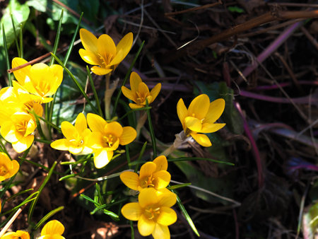 Spring primroses. Blooming crocuses in a meadow. Crocuses as a symbol of spring. Flowering yellow Crocus. The Iris Family.First spring flowers blooming on the loan. High quality photoの写真素材