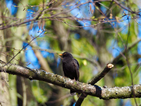 Common blackbird on the branch. male Turdus merula. High quality photoの写真素材