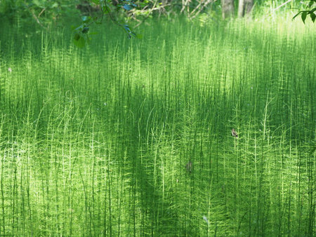 Forest horsetails thickest is the undergrowth under the glare of the sun. High quality photoの写真素材