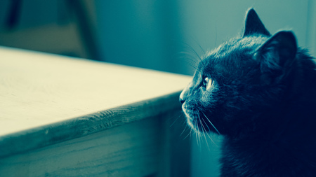 domestic cat at home photographyの写真素材