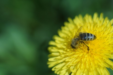 yellow dandelion with bee photoの写真素材