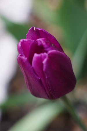 Photo of charming tulipの写真素材