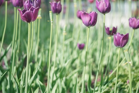 Photo of charming tulipの写真素材