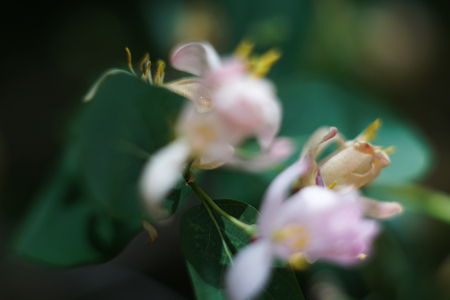 Wild meadow flowers macro photoの写真素材