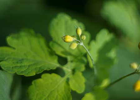 Wild meadow flowers macro photoの写真素材
