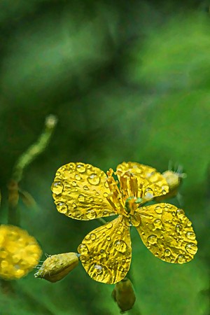 Wild meadow flowers. Digital art painting from photo. Big artistic strokes when zoom.の写真素材