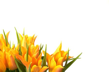 Orange Tulips isolated on white.の写真素材