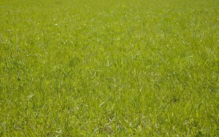 Fresh Green Grass. Spring Season.