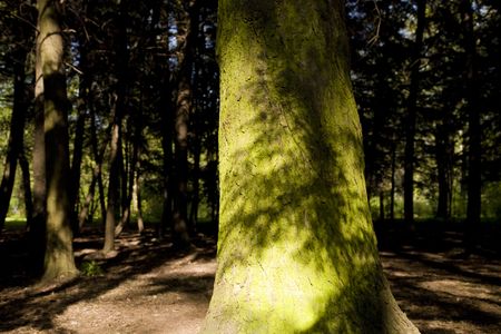 Old Sunny Forest. Spring Time.の写真素材