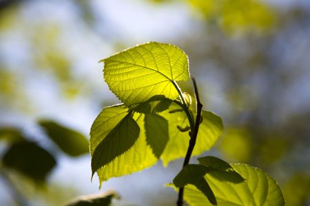 First Spring Leafs Under The Sunlight
