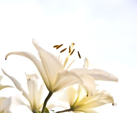 White Lilia Under The Cloudscapeの写真素材