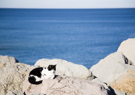 Cat Under The Sun. Saint Sebastian. Spainの写真素材