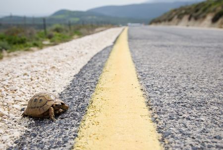 Tortoise And Yellow Traffic Lane Markingsの写真素材