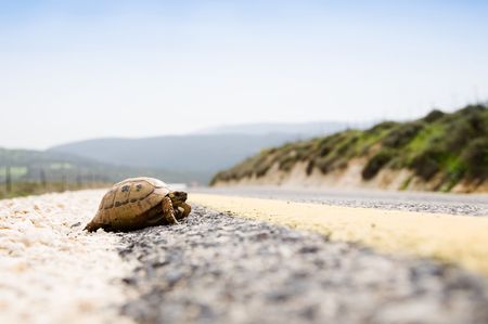 Small Tortoise On The Asphalt Road. の写真素材