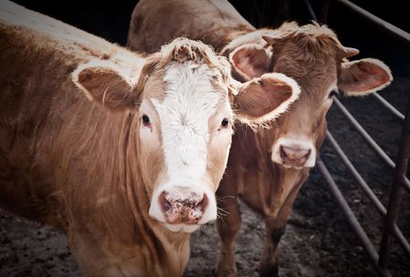 Two Bulls On The Farm. Israel Kibbutzの写真素材