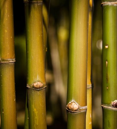 Bamboo Stands Under The Sunlightの写真素材