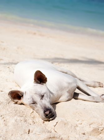 White Dog Sleeping On The Beachの写真素材