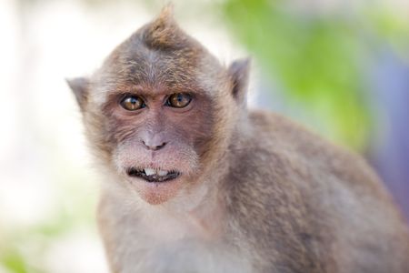 Funny  Monkey Close-Up Portrait. Focus On The Toothの写真素材