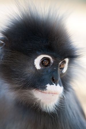 Dusky Leaf Monkey. Ao Manao, Thailandの写真素材