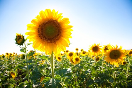 Sunflower field and blue sky backgroundの写真素材