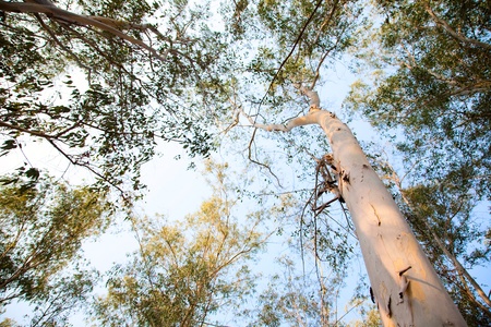 Tropical forest with eucalyptus trees