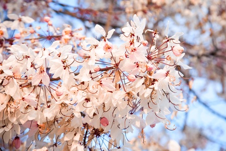 Spring flowers on the sky backgroundの写真素材