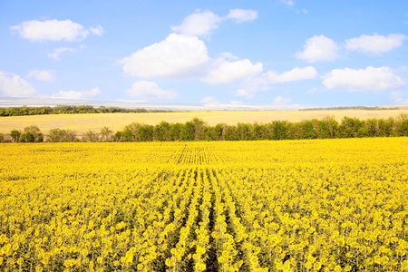 Sunflower field over cloudy blue sky