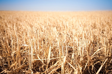 Mown field of wheat in Russiaの写真素材