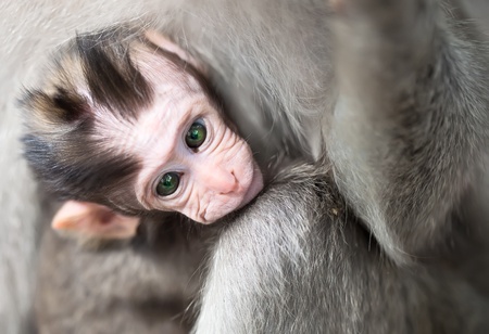 Baby macaque monkey with motherの写真素材