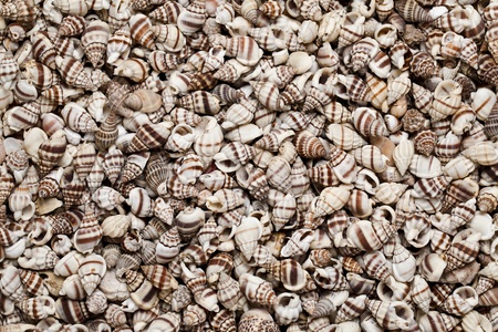 Sea shells as background. Nature collection.の写真素材