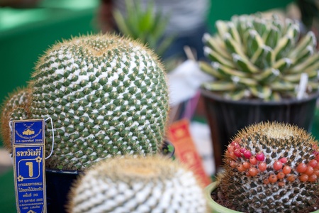 CHIANG MAI, THAILAND - FEBRUARY 4: First place in cactus competition on Chiang Mai 36th Flower Festival on February 4, 2012 in Chiang Mai, Thailandのeditorial素材